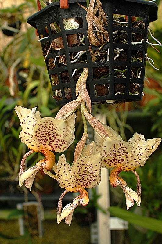 Stanhopea wardii